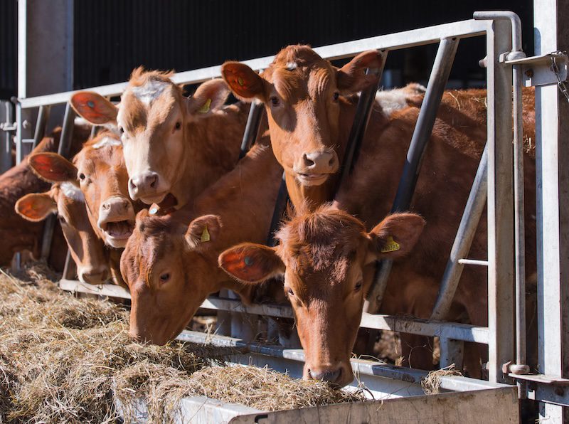 a herd of guernsey cattle at a hay trough
